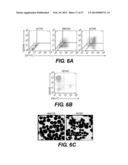 PRODUCTION OF RED BLOOD CELLS AND PLATELETS FROM STEM CELLS diagram and image