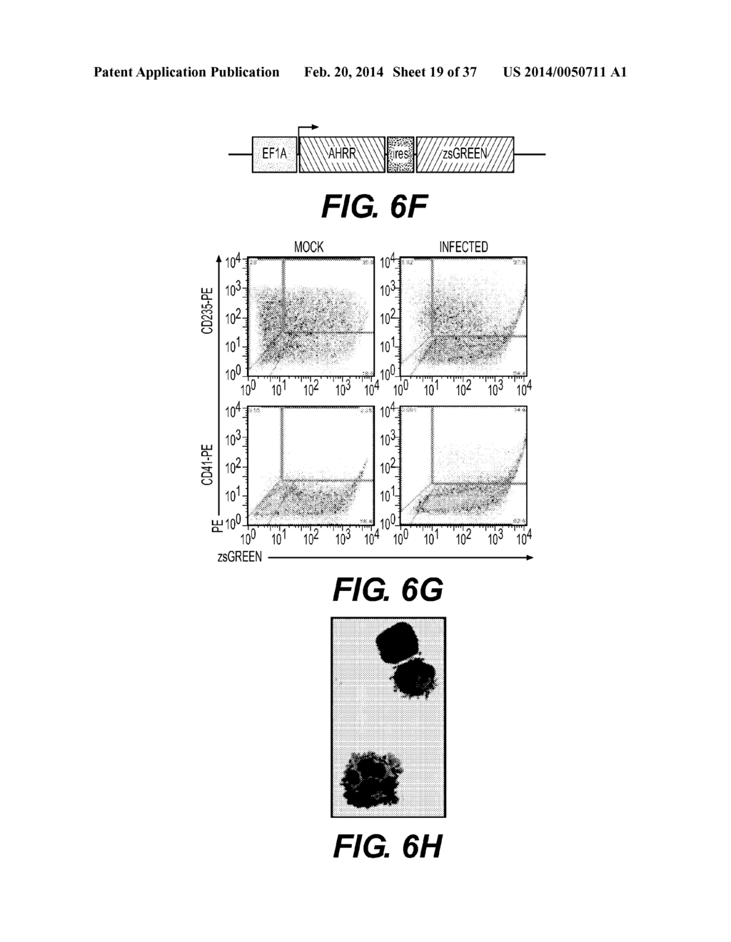 PRODUCTION OF RED BLOOD CELLS AND PLATELETS FROM STEM CELLS - diagram, schematic, and image 20