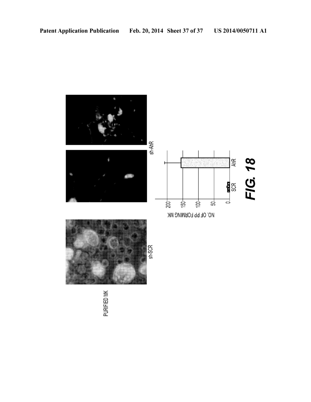 PRODUCTION OF RED BLOOD CELLS AND PLATELETS FROM STEM CELLS - diagram, schematic, and image 38