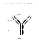 CHIMERIC ANTI-RICIN ANTIBODY diagram and image