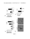 COMPOSITIONS AND METHODS FOR THE TREATMENT OF TISSUE FIBROSIS diagram and image