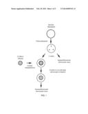 METHODS AND COMPOSITIONS FOR MODULATING LYMPHANGIOGENESIS, E.G., TO TREAT     TRANSPLANT REJECTION, IN A SUBJECT diagram and image