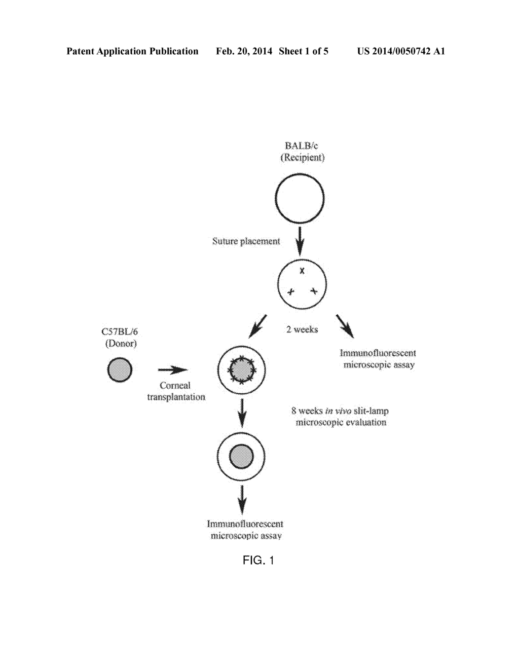 METHODS AND COMPOSITIONS FOR MODULATING LYMPHANGIOGENESIS, E.G., TO TREAT     TRANSPLANT REJECTION, IN A SUBJECT - diagram, schematic, and image 02