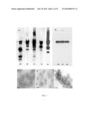 POLYIONIC PAPILLOMA VIRUS-LIKE PARTICLE (VLP) VACCINES diagram and image