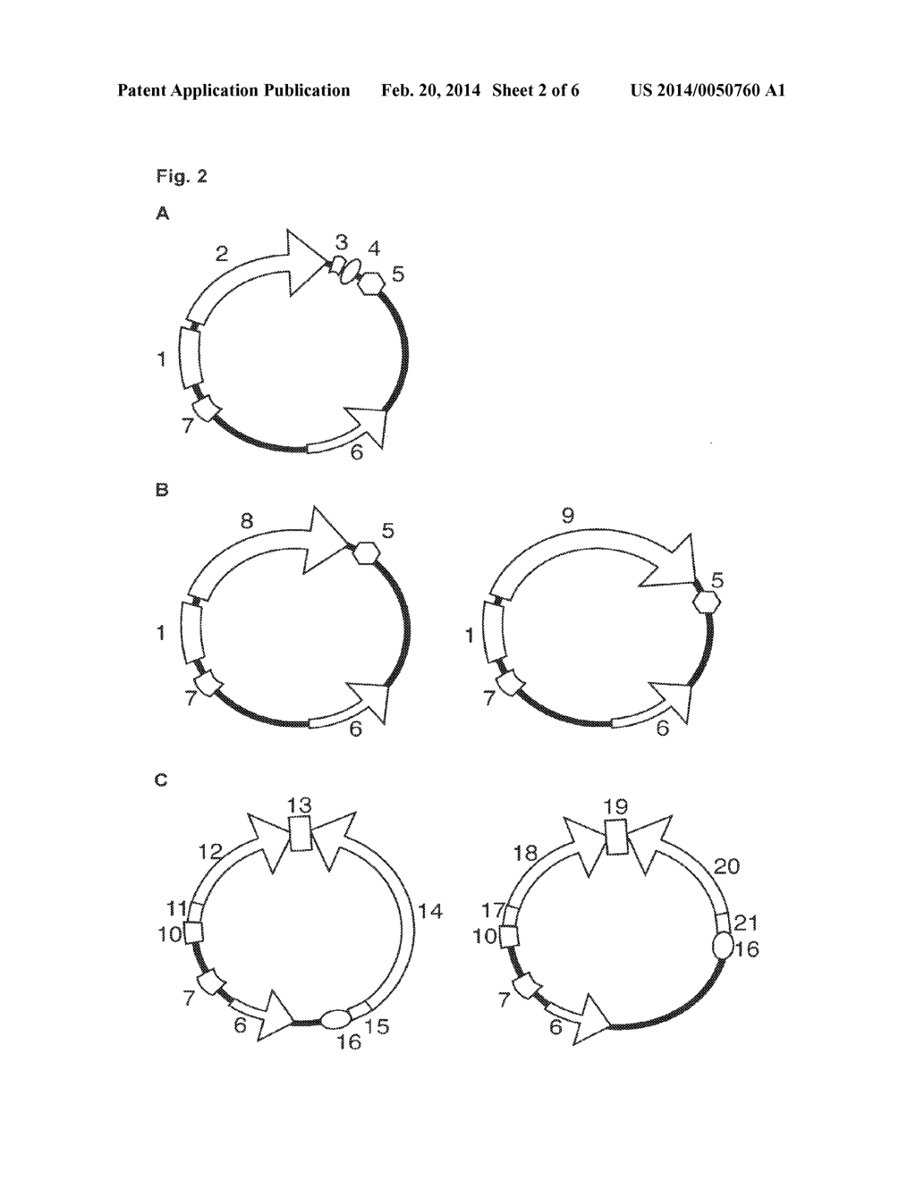 Replication-Defective Arenavirus Vectors - diagram, schematic, and image 03