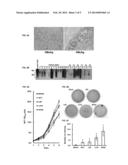 METHODS FOR DETECTING HEPATITIS B VIRUS SURFACE GENE NON-SENSE MUTATIONS diagram and image