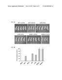 METHODS FOR DETECTING HEPATITIS B VIRUS SURFACE GENE NON-SENSE MUTATIONS diagram and image