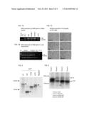 METHODS FOR DETECTING HEPATITIS B VIRUS SURFACE GENE NON-SENSE MUTATIONS diagram and image