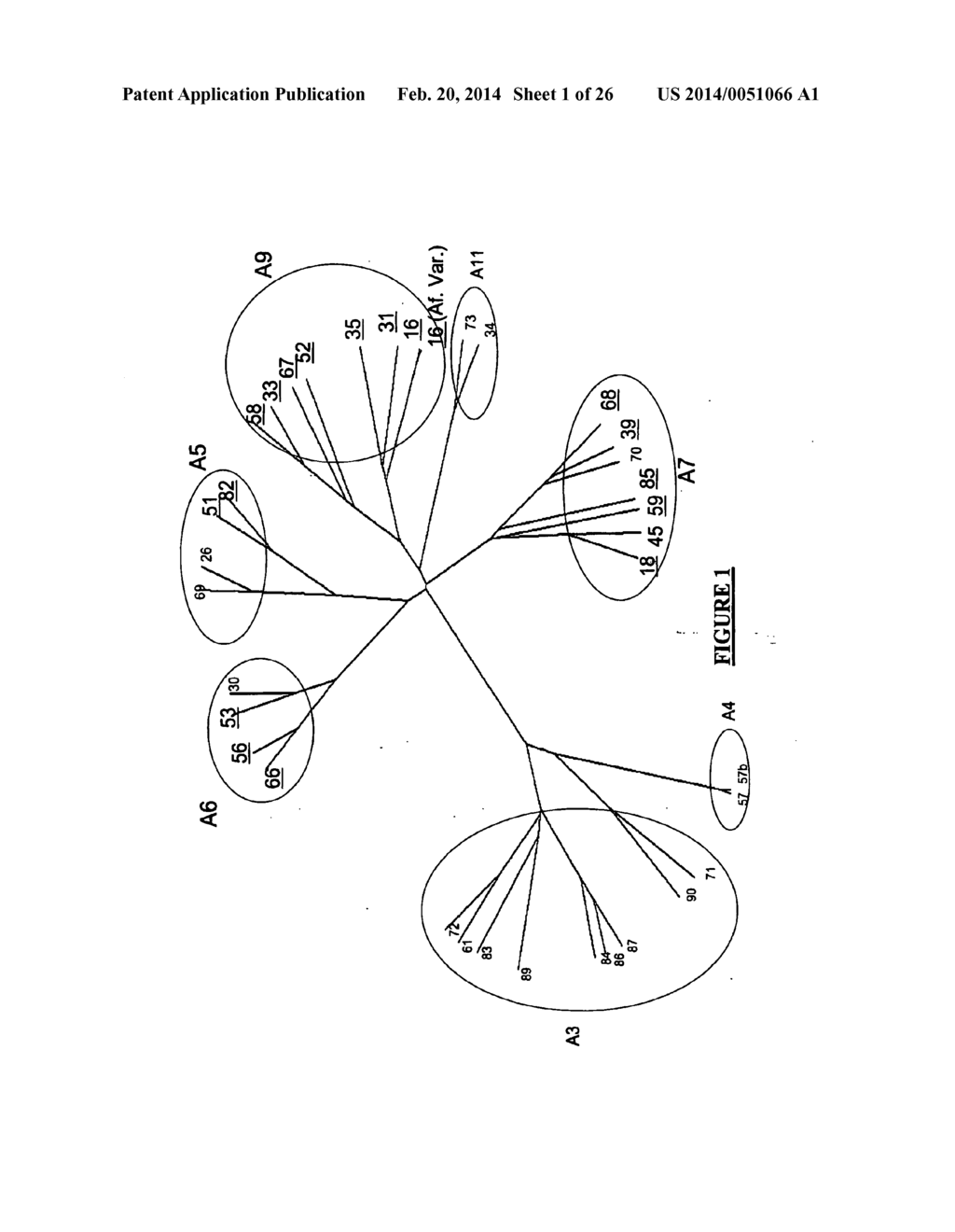 HPV DETECTION AND QUANTIFICATION BY REAL-TIME MULTIPLEX AMPLIFICATION - diagram, schematic, and image 02