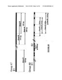 HPV DETECTION AND QUANTIFICATION BY REAL-TIME MULTIPLEX AMPLIFICATION diagram and image