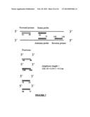 HPV DETECTION AND QUANTIFICATION BY REAL-TIME MULTIPLEX AMPLIFICATION diagram and image