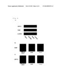 METHOD OF JUDGING INFLAMMATORY DISEASE BY USING SINGLE NUCLEOTIDE     POLYMORPHISM diagram and image