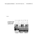 IDENTIFICATION OF GENE ASSOCIATED WITH READING DISABILITY AND USES     THEREFOR diagram and image