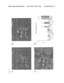 METHODS OF ISOLATING NON-SENESCENT CARDIAC STEM CELLS AND USES THEREOF diagram and image