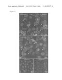 METHODS OF ISOLATING NON-SENESCENT CARDIAC STEM CELLS AND USES THEREOF diagram and image