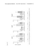 METHODS OF ISOLATING NON-SENESCENT CARDIAC STEM CELLS AND USES THEREOF diagram and image