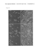 METHODS OF ISOLATING NON-SENESCENT CARDIAC STEM CELLS AND USES THEREOF diagram and image