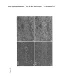 METHODS OF ISOLATING NON-SENESCENT CARDIAC STEM CELLS AND USES THEREOF diagram and image