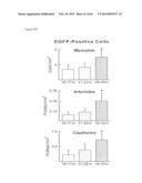 METHODS OF ISOLATING NON-SENESCENT CARDIAC STEM CELLS AND USES THEREOF diagram and image