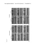 METHODS OF ISOLATING NON-SENESCENT CARDIAC STEM CELLS AND USES THEREOF diagram and image