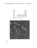 METHODS OF ISOLATING NON-SENESCENT CARDIAC STEM CELLS AND USES THEREOF diagram and image