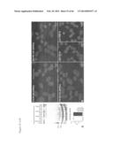 METHODS OF ISOLATING NON-SENESCENT CARDIAC STEM CELLS AND USES THEREOF diagram and image