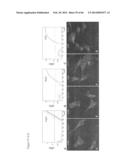 METHODS OF ISOLATING NON-SENESCENT CARDIAC STEM CELLS AND USES THEREOF diagram and image