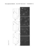 METHODS OF ISOLATING NON-SENESCENT CARDIAC STEM CELLS AND USES THEREOF diagram and image