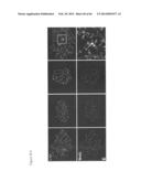 METHODS OF ISOLATING NON-SENESCENT CARDIAC STEM CELLS AND USES THEREOF diagram and image