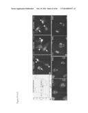 METHODS OF ISOLATING NON-SENESCENT CARDIAC STEM CELLS AND USES THEREOF diagram and image