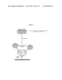 METHODS AND COMPOSITIONS FOR MONITORING PHAGOCYTIC ACTIVITY diagram and image