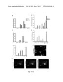 DIRECT REPROGRAMMING OF HUMAN FIBROBLASTS TO FUNCTIONAL NEURONS UNDER     DEFINED CONDITIONS diagram and image