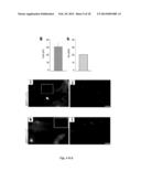 DIRECT REPROGRAMMING OF HUMAN FIBROBLASTS TO FUNCTIONAL NEURONS UNDER     DEFINED CONDITIONS diagram and image