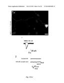 DIRECT REPROGRAMMING OF HUMAN FIBROBLASTS TO FUNCTIONAL NEURONS UNDER     DEFINED CONDITIONS diagram and image