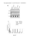 DIRECT REPROGRAMMING OF HUMAN FIBROBLASTS TO FUNCTIONAL NEURONS UNDER     DEFINED CONDITIONS diagram and image