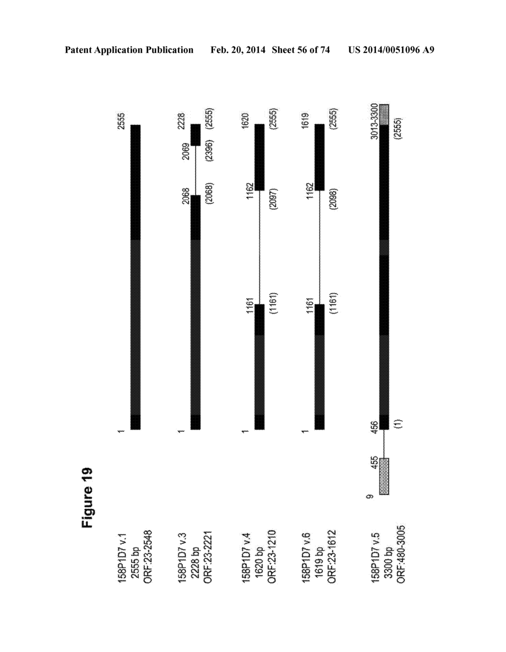 NUCLEIC ACID AND CORRESPONDING PROTEIN NAMED 158P1D7 USEFUL IN THE     TREATMENT AND DETECTION OF BLADDER AND OTHER CANCERS - diagram, schematic, and image 57