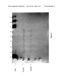 Thrombospondin Fragments and Uses Thereof in Clinical Assays for Cancer     and Generation of Antibodies and Other Binding Agents diagram and image