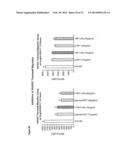 HUMANIZED ANTI-EGFL7 ANTIBODIES AND METHODS USING SAME diagram and image