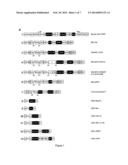 Stable Production of Lentiviral Vectors diagram and image