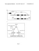 Stable Production of Lentiviral Vectors diagram and image