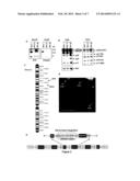 Stable Production of Lentiviral Vectors diagram and image