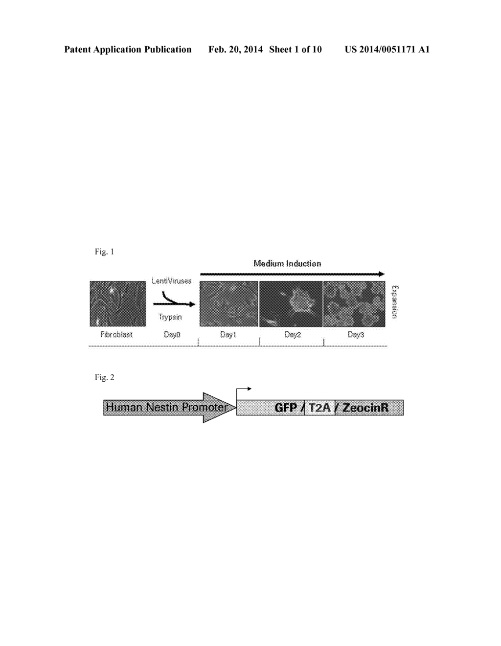 CONVERSION OF SOMATIC CELLS TO INDUCED REPROGRAMMED NEURAL STEM CELLS     (IRNSCS) - diagram, schematic, and image 02