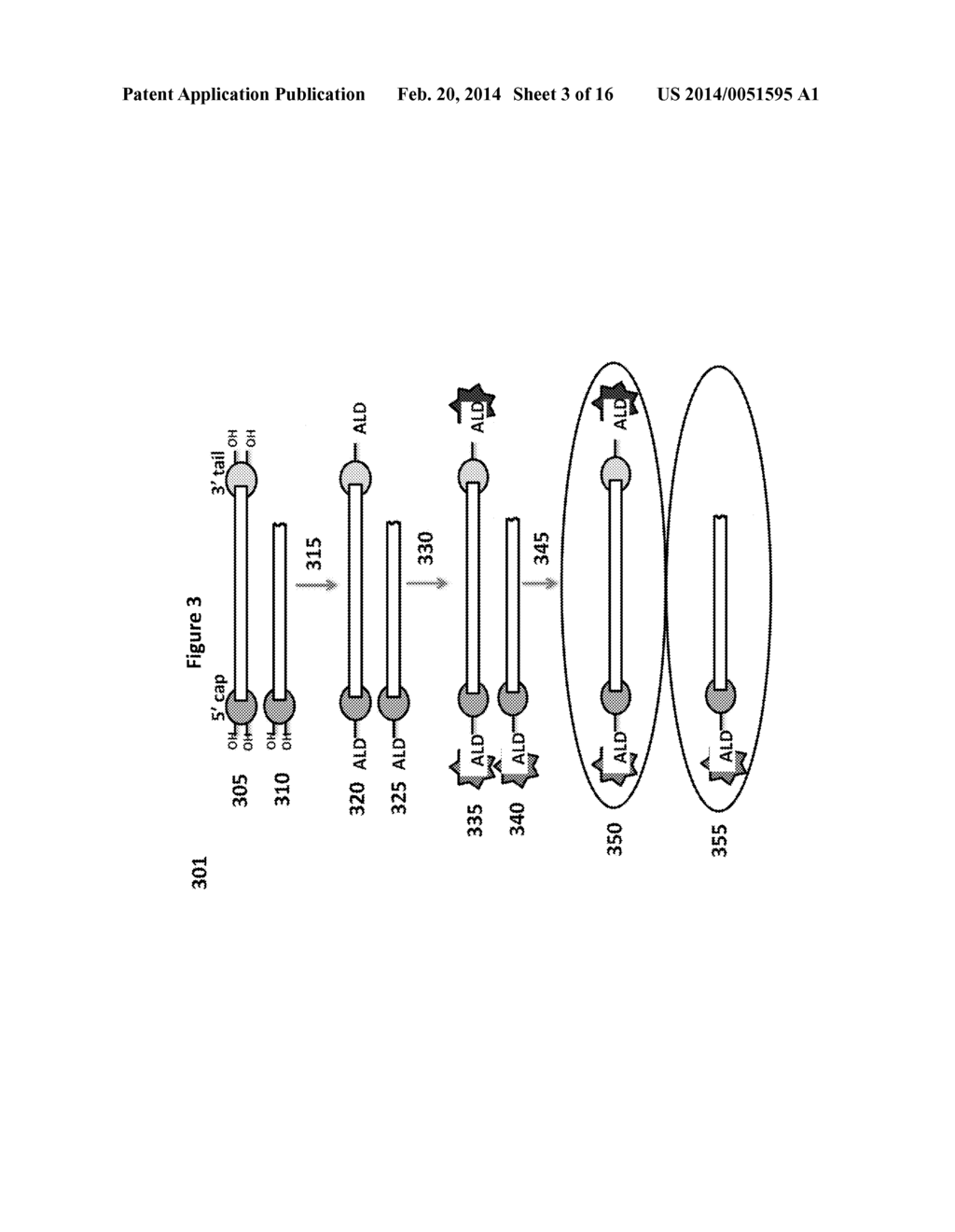 Methods and Compositions for Determining Nucleic Acid Degradation - diagram, schematic, and image 04