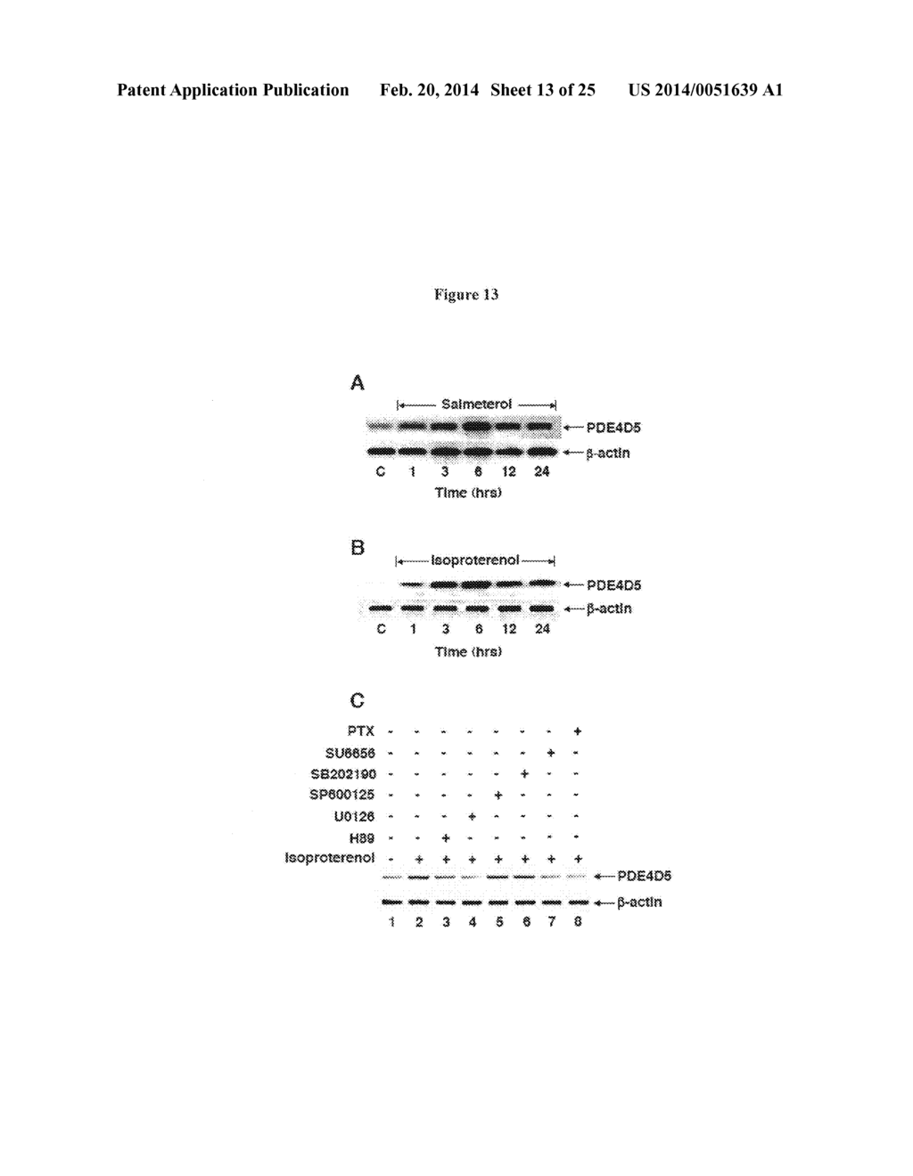 Compositions and Methods which modulate G-Protein Signaling for the     Treatment of Inflammatory Disorders such as Asthma and Allergic     Conjunctivitis - diagram, schematic, and image 14