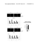 METHODS FOR THE TREATMENT AND DIAGNOSTIC OF PULMONARY ARTERIAL     HYPERTENSION diagram and image