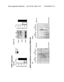 METHODS FOR THE TREATMENT AND DIAGNOSTIC OF PULMONARY ARTERIAL     HYPERTENSION diagram and image