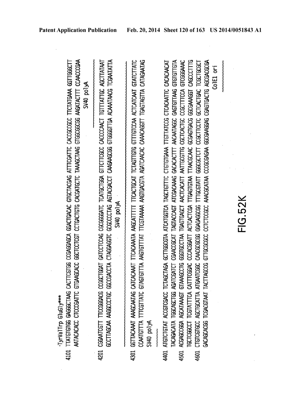 METHODS AND COMPOSITIONS FOR DETECTING PROMOTER ACTIVITY AND EXPRESSING     FUSION PROTEINS - diagram, schematic, and image 121