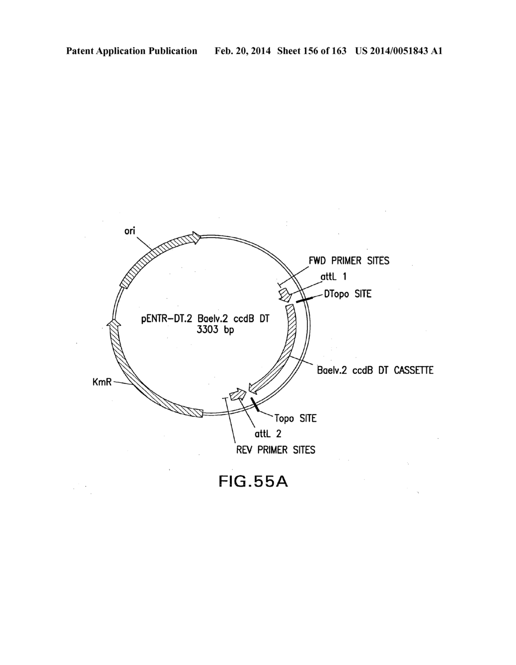 METHODS AND COMPOSITIONS FOR DETECTING PROMOTER ACTIVITY AND EXPRESSING     FUSION PROTEINS - diagram, schematic, and image 157