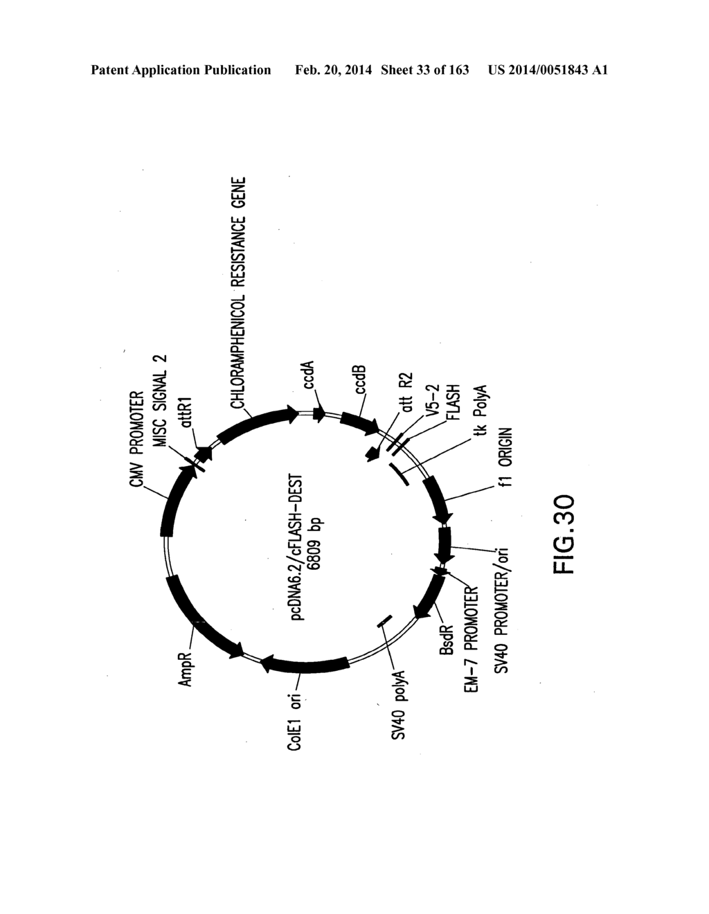 METHODS AND COMPOSITIONS FOR DETECTING PROMOTER ACTIVITY AND EXPRESSING     FUSION PROTEINS - diagram, schematic, and image 34