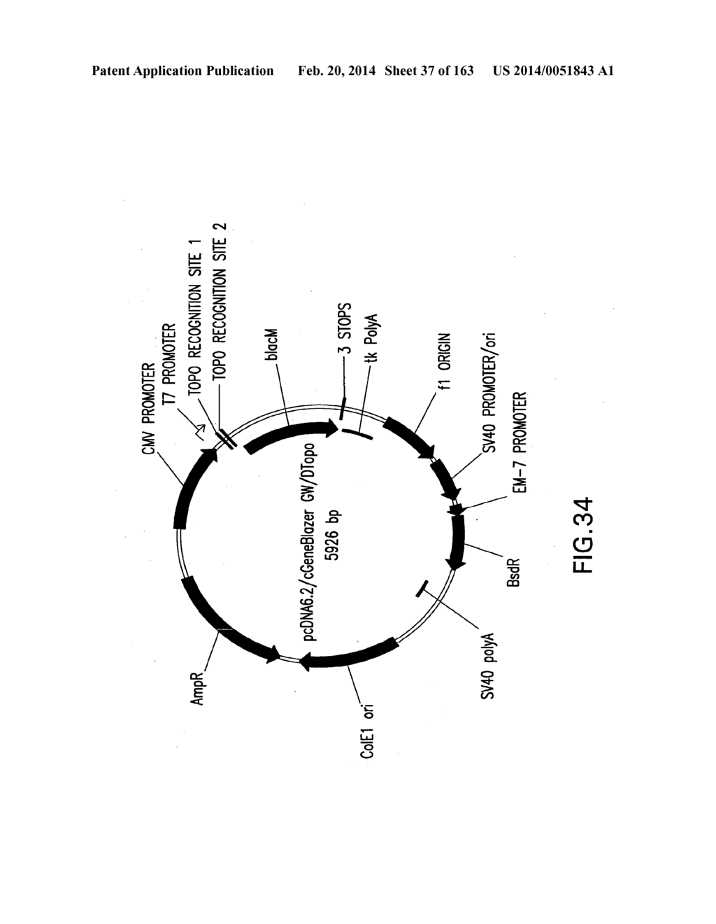 METHODS AND COMPOSITIONS FOR DETECTING PROMOTER ACTIVITY AND EXPRESSING     FUSION PROTEINS - diagram, schematic, and image 38